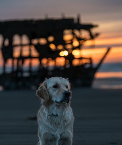 选择聚焦摄影的成年金毛猎犬坐在沙表面背后海难黄金小时摄影
